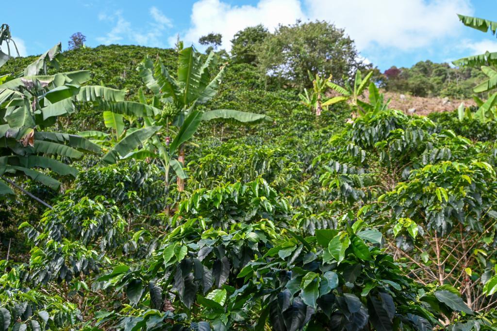 Café - Colombie Finca la Virginia