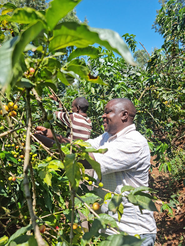Coffee - Kenya Kiawamururu AA