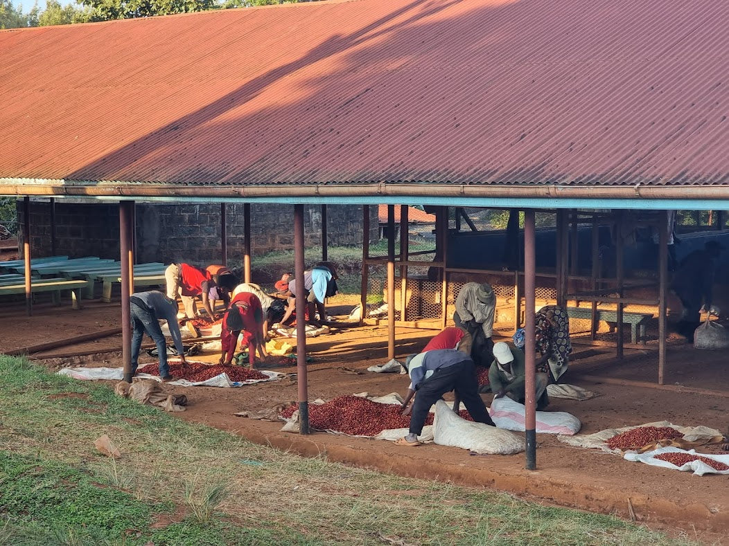 Coffee - Kenya Kiawamururu AA