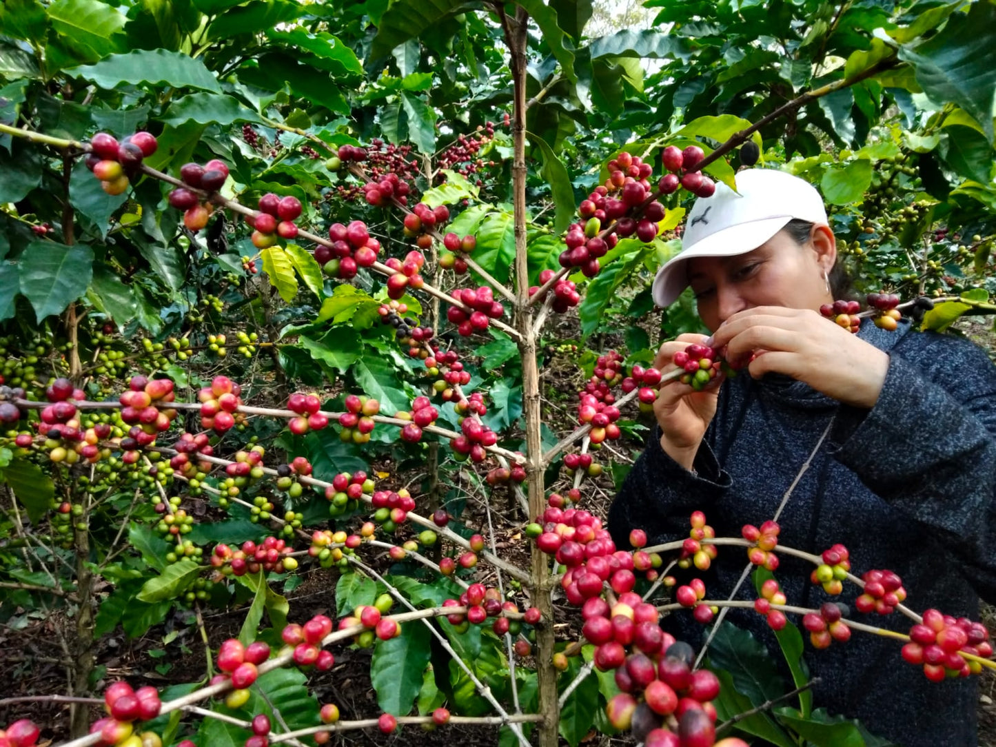 coffee tree with ripe cherries in Cusco Peru