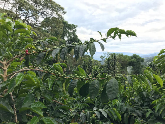 The Art of Specialty Coffee: A Journey From Seed to Cup