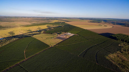 Brazil specialty coffee farm