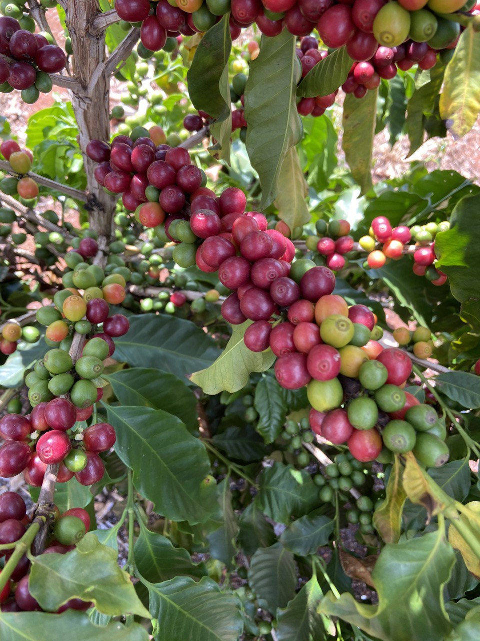 ripe specialty coffee cherries growing on tree in Brazil