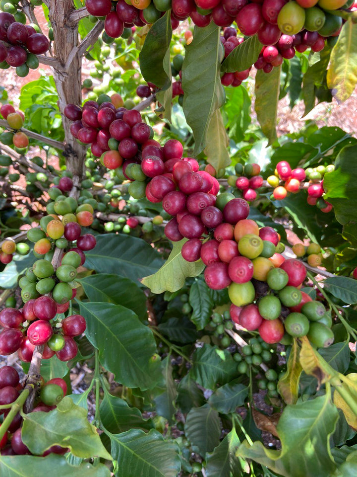 ripe specialty coffee cherries growing on tree in Brazil